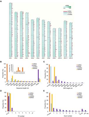 Non-coding RNA expression analysis revealed the molecular mechanism of flag leaf heterosis in inter-subspecific hybrid rice